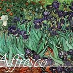 Irises